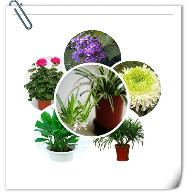 办公室好色TV下载设计植物选择.jpg