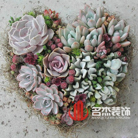 办公室好色TV下载风水之多肉植物.jpg
