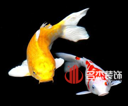 办公室好色TV下载风水之养殖金鱼.jpg