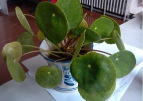 办公室好色TV下载设计之叶子大植物.jpg