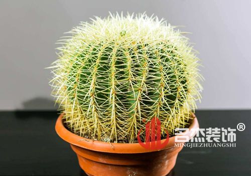 办公室好色TV下载风水之仙人掌.jpg